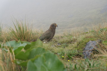 Kea