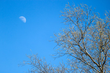 Spring view of the tree and moon in the blue sky