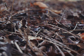 Dry autumn leaves on ground brown colors. Spot Close-up