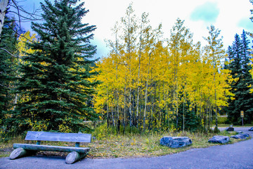 Obraz premium Fall colours in all their splender along the Bow Valley Parkway. Banff National Park, Alberta, Canada