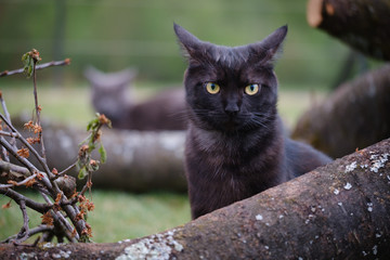 Obraz premium Black cat in the garden among cut branches