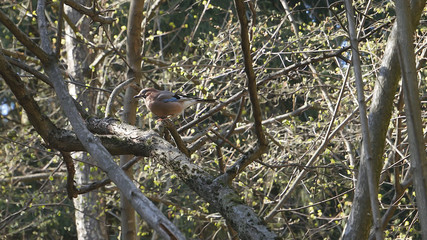  Jay on a branch in the forest..