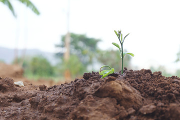young seedling tree on soil, Earth day seed trees plant concept and farming or agriculture.