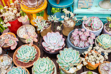 Miniature succulent plants in a planter