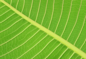 Green leaves texture and background.