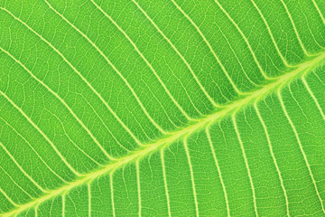 Green leaves texture and background.