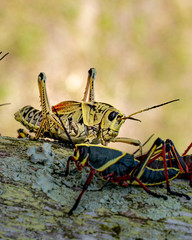 grasshopper on the grass