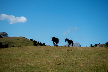 chevaux