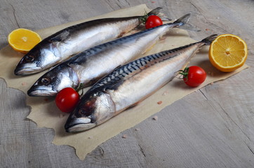 Three fresh fish Atlantic mackerel on baking sheet, gray wooden background, decorated with green fishing net, small tomatoes, parsley and lemon