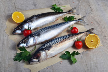 Three fresh fish Atlantic mackerel on baking sheet, gray wooden background, decorated with green fishing net, small tomatoes, parsley and lemon