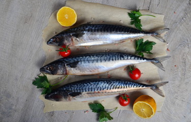 Three fresh fish Atlantic mackerel on baking sheet, gray wooden background, decorated with green fishing net, small tomatoes, parsley and lemon