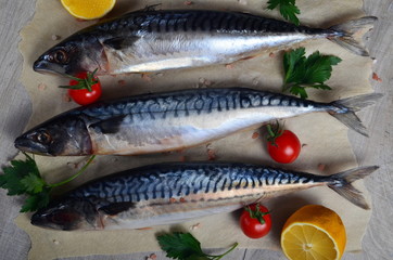 Three fresh fish Atlantic mackerel on baking sheet, gray wooden background, decorated with green fishing net, small tomatoes, parsley and lemon