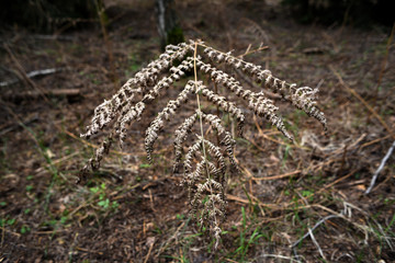 Dried fern leaves during drought in the forest.