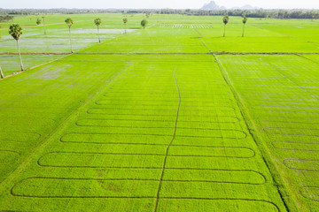Rice field green grass blue sky cloud cloudy landscape background