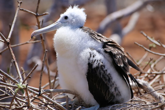 FREGATE DU PACIFIQUE / GALAPAGOS/ECUADOR