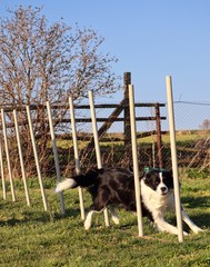 Black and white Border collie spotted during agility running between weave poles
