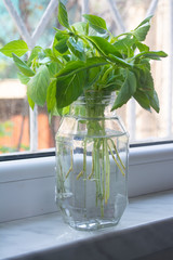 Propagating a bunch of basil in a jar of water for storing it fresh or regrowing later
