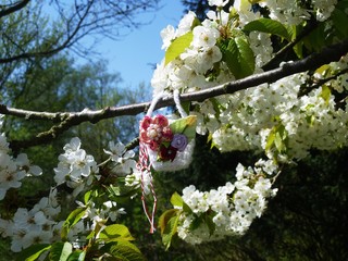 Branch of blossoming cherry tree with a handmade Martisor, it is a Romanian traditional symbol of...
