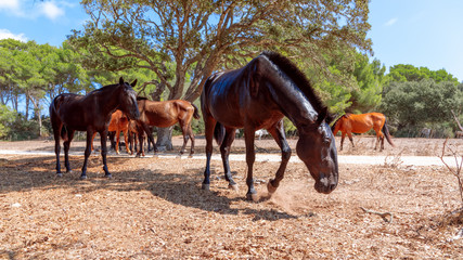 Group of beautiful horses (Menorquin horse) relax in the shade of the trees. Menorca (Balearic Islands), Spain