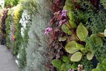 Begrünte Klimamauer