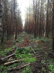 footpath in the woods