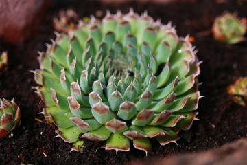 Rojnikowiec mongolski  Orostachys mongolei