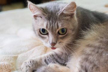 Cute and funny grey cat stuck out its tongue: a place for text