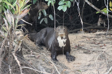 Pantanal- Riesenotter