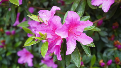 Flowers spring Montreux 