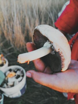 A large old mushroom is iying on the child"s hand.