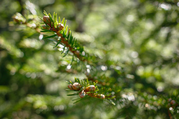 Green branches of fir tree closeup