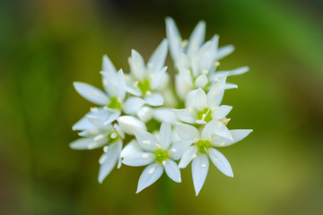 Beautiful white wild garlic flower in spring