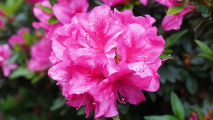 Flowers spring Montreux 