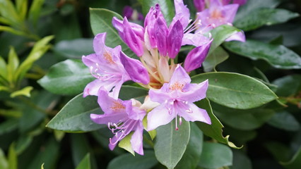 Flowers spring Montreux 
