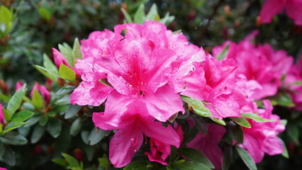 Flowers spring Montreux 