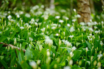 Beautiful white wild garlic flowers in spring wood