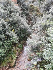 Nature