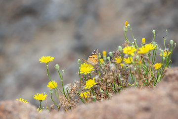 Przyroda Madery. Krajobrazy Madery. Egzotyczna i wulkaniczna portugalska wyspa. Skaliste i klifowe wybrzeże nad oceanem.  © anettastar