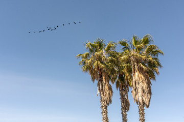 palm trees against blue sky