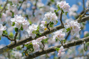 Apple tree blooming in spring