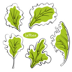 Lettuce leaves. Colorful line sketch collection of vegetables and herbs isolated on white background. Doodle hand drawn vegetable icons. Vector illustration
