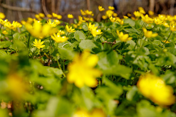 Spring sunny day in a flower forest glade.