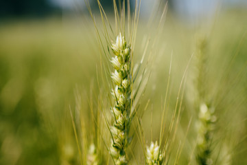 field of wheat
