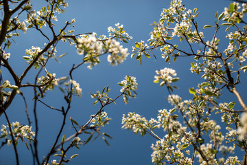 flowering tree on a background of blue sky