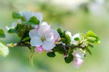 Naklejka na ściany i meble Apple tree blooming in spring