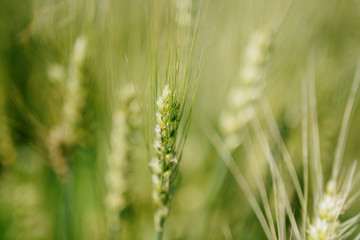 wheat