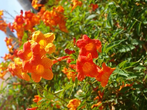 Orange yellow bright flowers of Campsis grandiflora plant in sunlight. Many colorful flowers with leaves on the blooming bush. Ornamental plants of Thailand. Chinese trumpet vine, deciduous creeper 