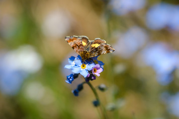 Butterfly on Forget-me-not flower