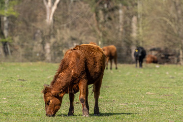 Kuh beim grasen auf der Weide im Hintergrund weitere Kühe und Wald