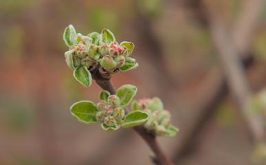 An apple tree flower bud on a branch is preparing to bloom. Spring is coming. Nature wakes up. Green leaves bloom.